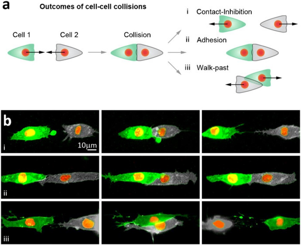 Zellmigration neuralleistenzellen cell micropatterning contact inhibition of locomotion