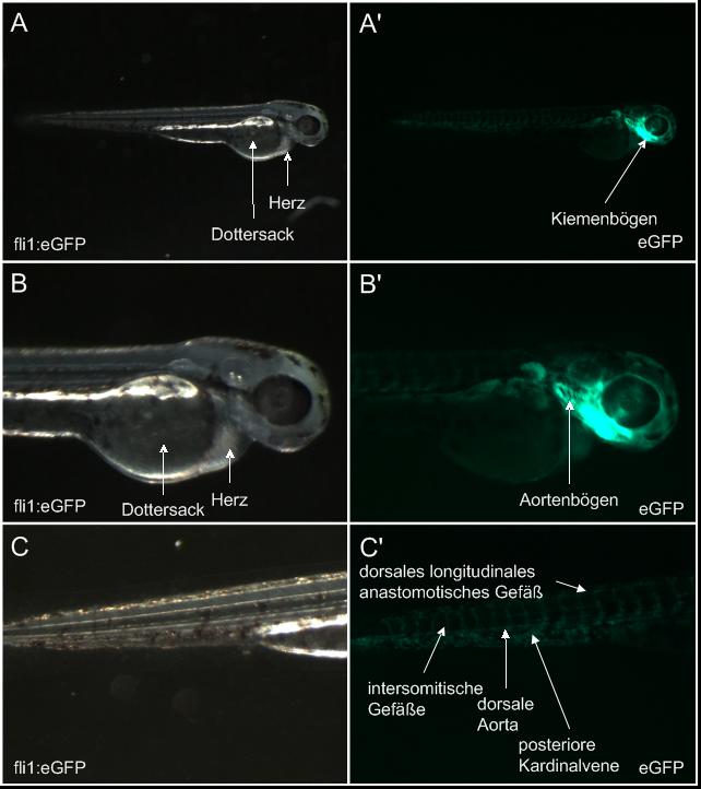 Lokalisation des fli1:eGFP Konstrukts im vaskulären System eines Zebrafischembryos