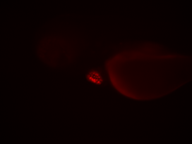Übersicht der Lokalisation des Myl7:nucDS-RED Konstrukts im Zebrafischherz als Live-Cell Image