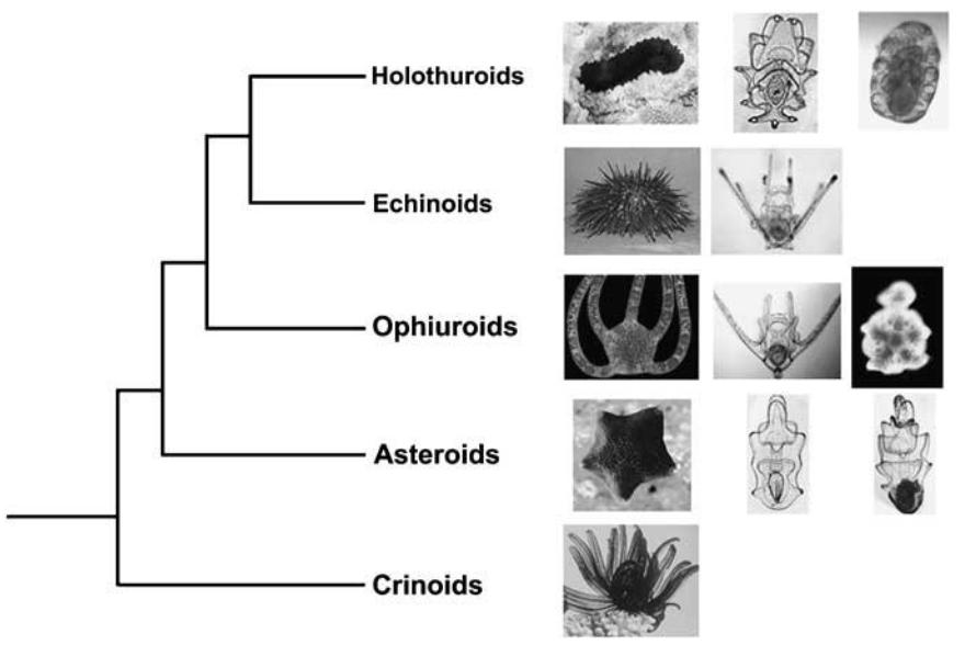 Larvenformen verschiedener Echinodermaten