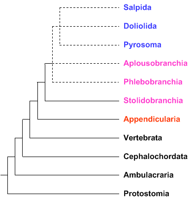 Kladogramm der phylogenetischen Stellung der Tunikaten