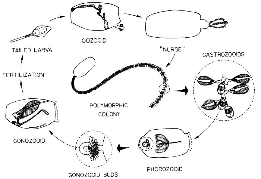 Reproduktionskreislauf bei Doliolidae