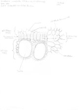 Detailzeichnung Spross-Querschnitt Aristolochia