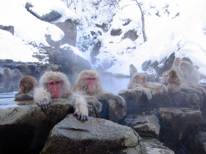 Affen in heißer Quelle