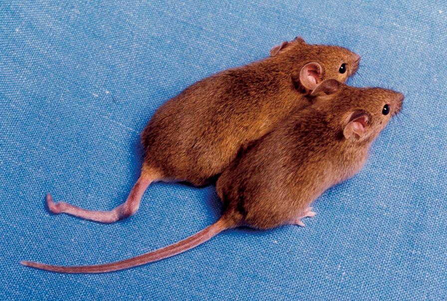 Axin-Fu Mäuse nach unterschiedlicher Ernährung