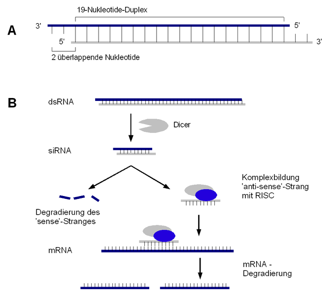 Mechanismus der RNA-interferenz
