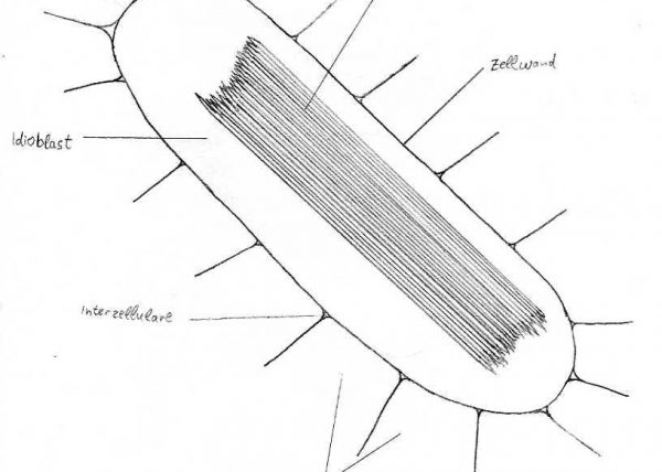 Detailzeichnung Spross-Querschnitt Aristolochia