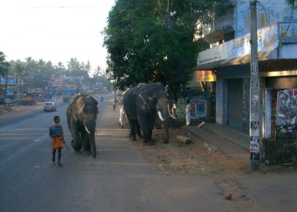Elefanten auf der Straße gehören in Indien dazu