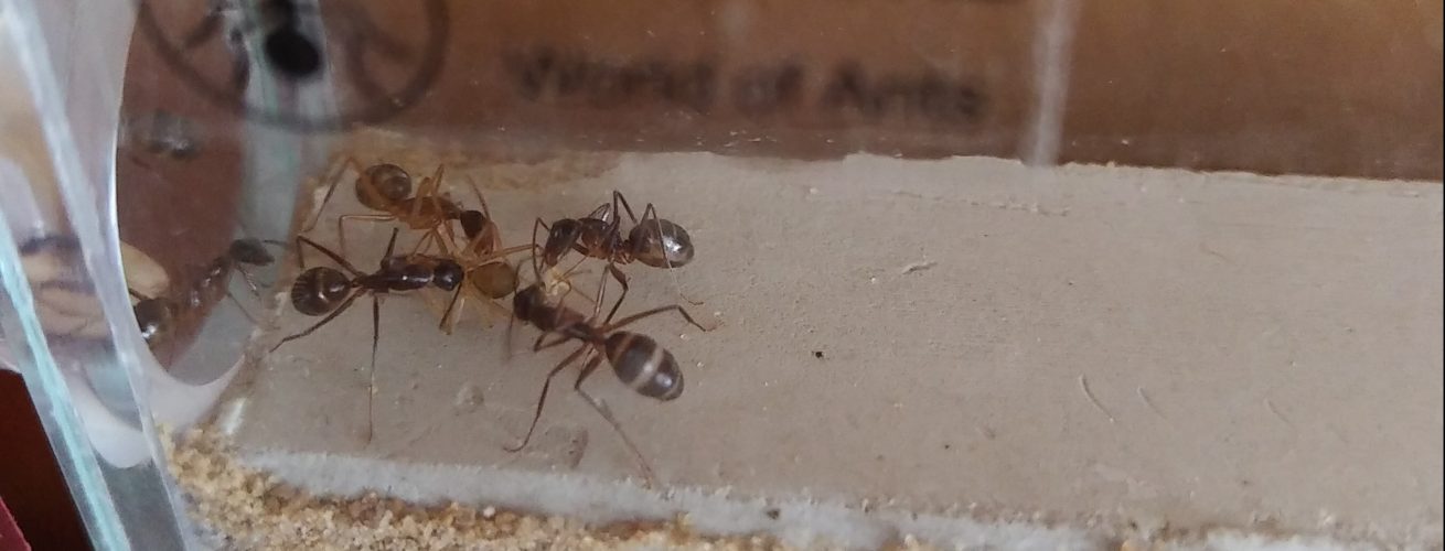 Arbeiterinnen helfen Ameise beim Schlüpfen aus Kokon
